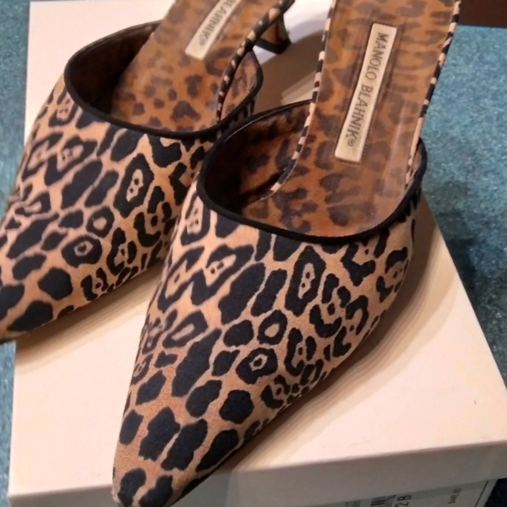 7.5 kitten Manolo's